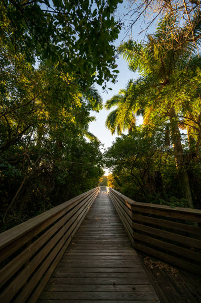 istock Elevated boardwalk at Green Cay Nature Center Wetlands in Boynton Beach. 2009227343
