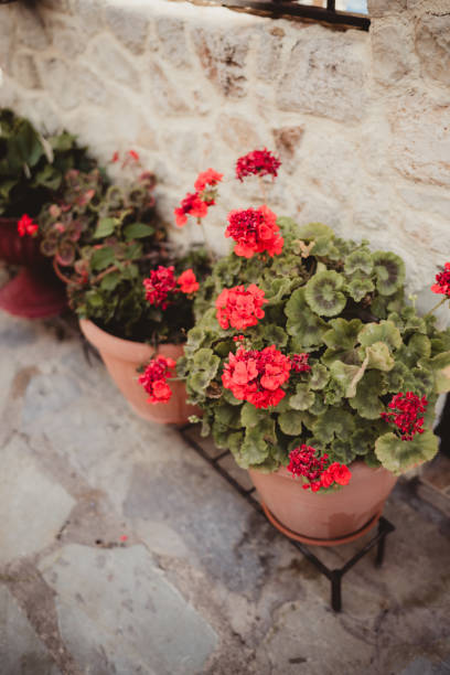istock Red potted geranium on cobblestone street 2009228394