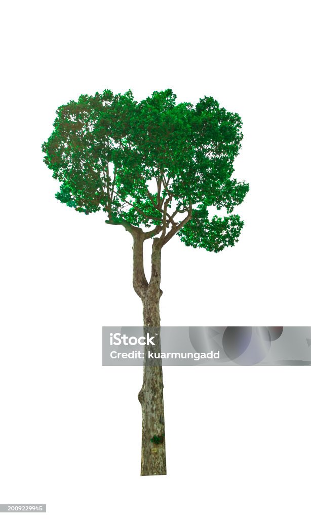 Tree Single Without Background Single Tree Isolated On White Background With Clipping Path Stock Photo ...