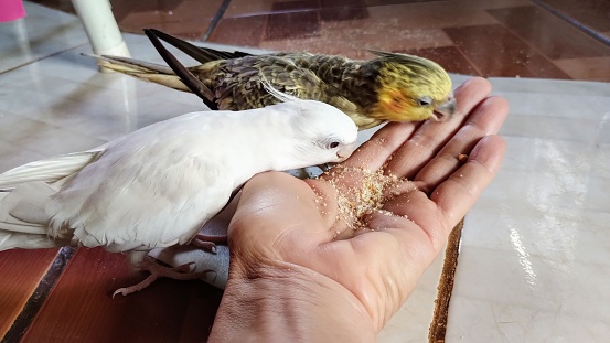 Cockatiel eating out of hand