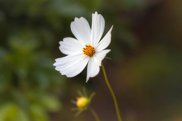 istock Wildflower In A Rural Field 2009246146