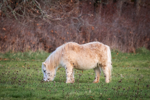 Portrait of a miniature horse grazing in a grassy field on southern Vancouver Island.