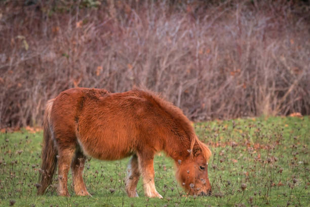 Portrait of a miniature horse grazing in a grassy field on southern Vancouver Island.
