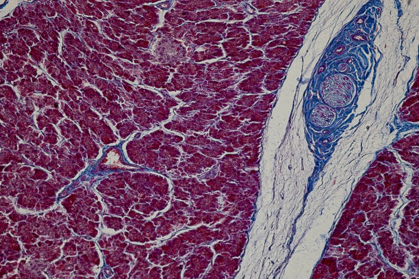 pattern of tissue artery, vein, lung and pancreas of cat under the microscope in lab. - human artery animal artery human vein healthcare and medicine foto e immagini stock