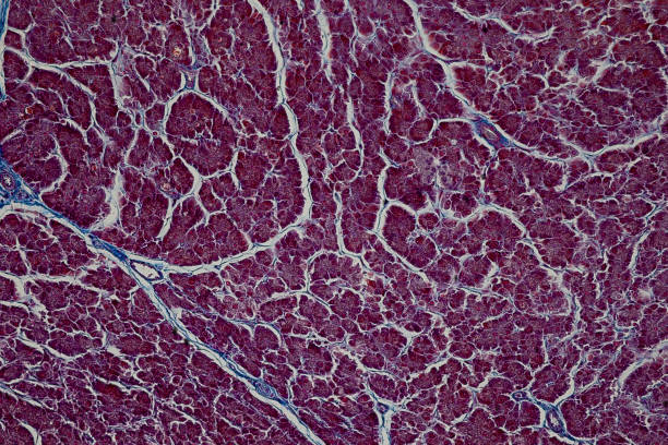 pattern of tissue artery, vein, lung and pancreas of cat under the microscope in lab. - histology lymphatic system cell animal cell 뉴스 사진 이미지