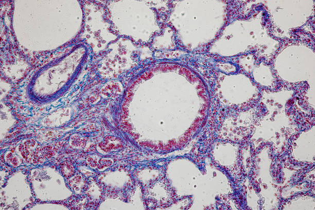 modello di arteria tissutale, vena, polmone e pancreas del gatto al microscopio in laboratorio. - human artery animal artery human vein healthcare and medicine foto e immagini stock