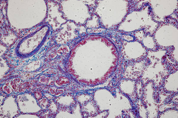 wzór tętnicy tkankowej, żyły, płuc i trzustki kota pod mikroskopem w laboratorium. - histology lymphatic system cell animal cell zdjęcia i obrazy z banku zdjęć