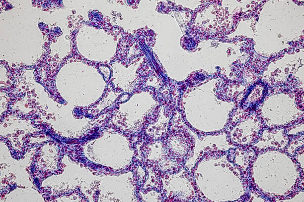 patrón de tejido de arteria, vena, pulmón y páncreas de gato bajo el microscopio en laboratorio. - histology lymphatic system cell animal cell fotografías e imágenes de stock