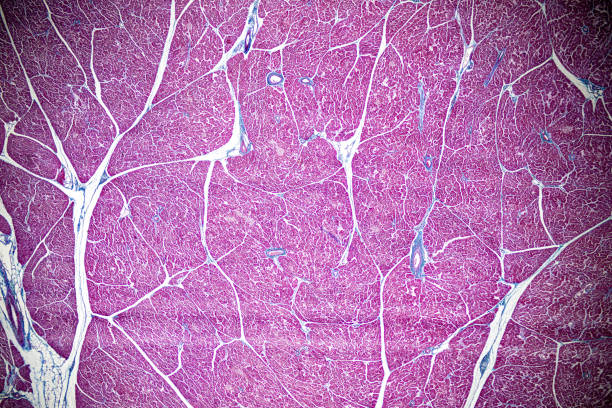 pattern of tissue artery, vein, lung and pancreas of cat under the microscope in lab. - histology lymphatic system cell animal cell fotografías e imágenes de stock