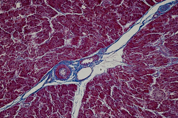 pattern of tissue artery, vein, lung and pancreas of cat under the microscope in lab. - histology lymphatic system cell animal cell 뉴스 사진 이미지