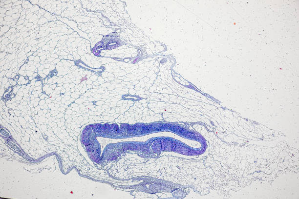 pattern of tissue artery, vein, lung and pancreas of cat under the microscope in lab. - human artery animal artery human vein healthcare and medicine foto e immagini stock