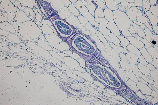 pattern of tissue artery, vein, lung and pancreas of cat under the microscope in lab. - histology lymphatic system cell animal cell fotografías e imágenes de stock