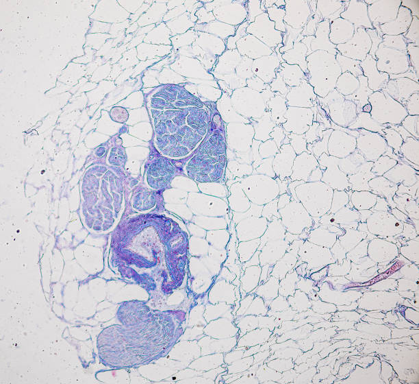 pattern of tissue artery, vein, lung and pancreas of cat under the microscope in lab. - histology lymphatic system cell animal cell 뉴스 사진 이미지