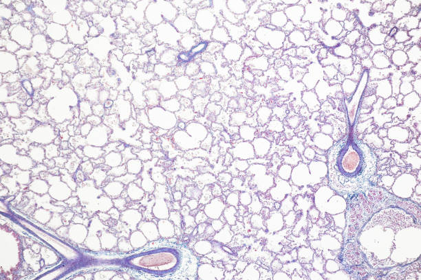 istock Pattern of Tissue Artery, Vein, Lung and Pancreas of cat under the microscope in Lab. 2009252419