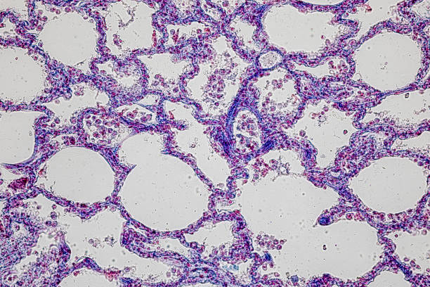 pattern of tissue artery, vein, lung and pancreas of cat under the microscope in lab. - histology lymphatic system cell animal cell 뉴스 사진 이미지