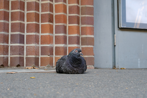 Rock pigeon, Columba livia, resting on the ground with a brick wall behind.