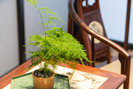 Modern Chinese living room. potted plants on table