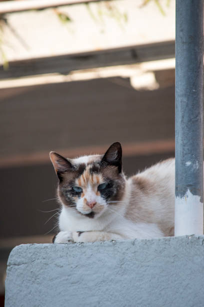portrait of a beautiful white and brown cat