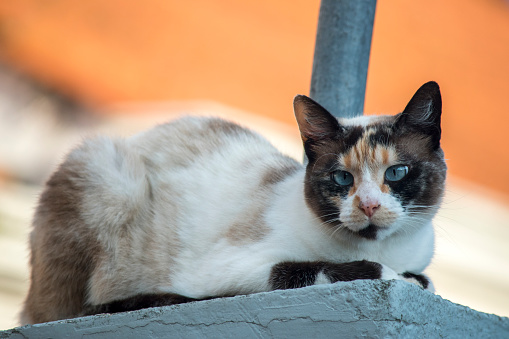 portrait of a beautiful white and brown cat