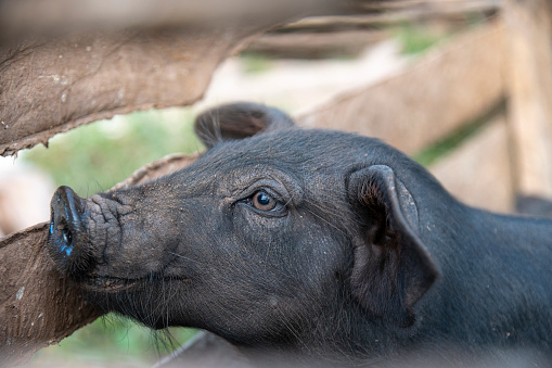 Black pork conomic animals that increase income for owners