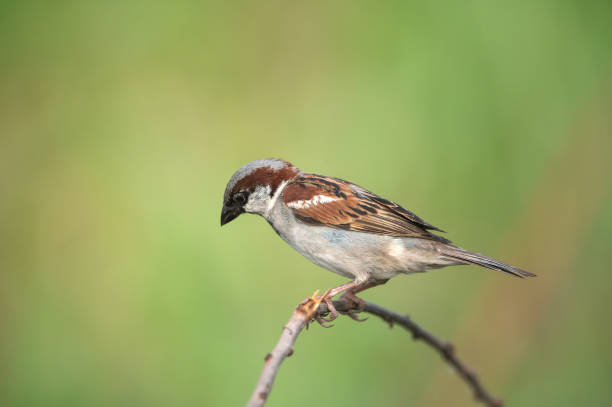 istock House Sparrow on green background (Male) 2009350694