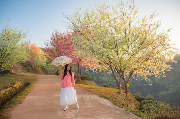 Holiday trip for Thai girls in Sakura Park (wild himalayan cherry) View of mountains, sky and cherry blossoms that are in full bloom. flower Background concept. Thailand. Asia