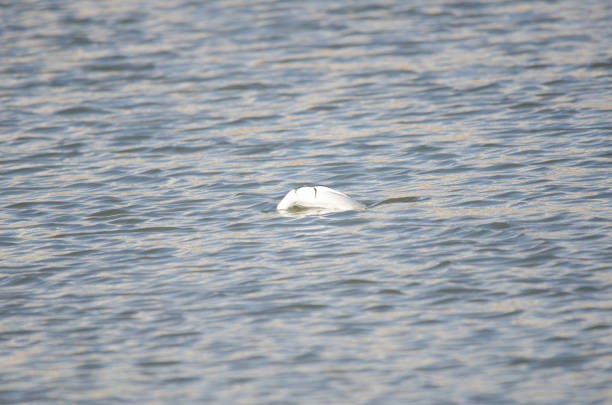 istock Smew male about to dive 2009358062
