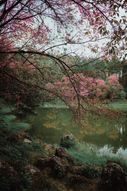 Holiday trip for Thai girls in Sakura Park (wild himalayan cherry) View of mountains, sky and cherry blossoms that are in full bloom. flower Background concept. Thailand. Asia
