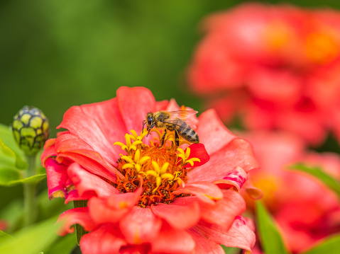 A wonderful bumble bee approaches an orange poppy flower.