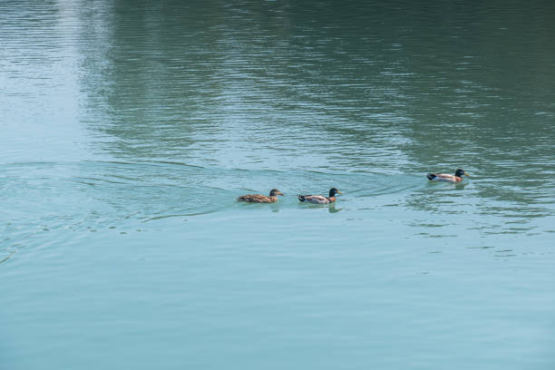 ducks swimming in the lake. Anas platyrhynchos.