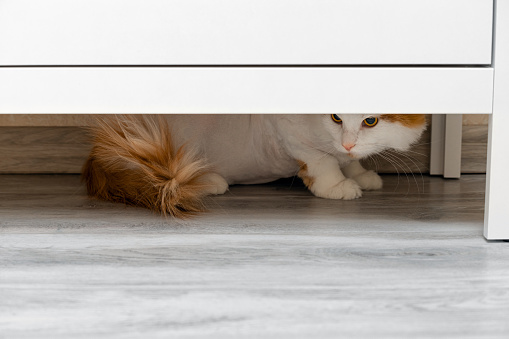 domestic cat hiding under a closet at home. cat under the closet. cat hides from people. High quality photo