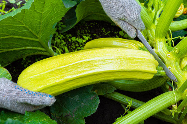 istock farmer cutting fresh zucchini with a knife. 2009373811