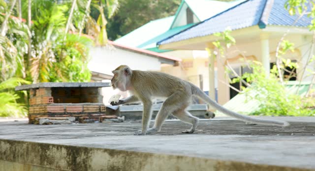 monkey eating the food