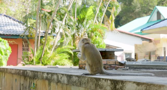 monkey eating the food