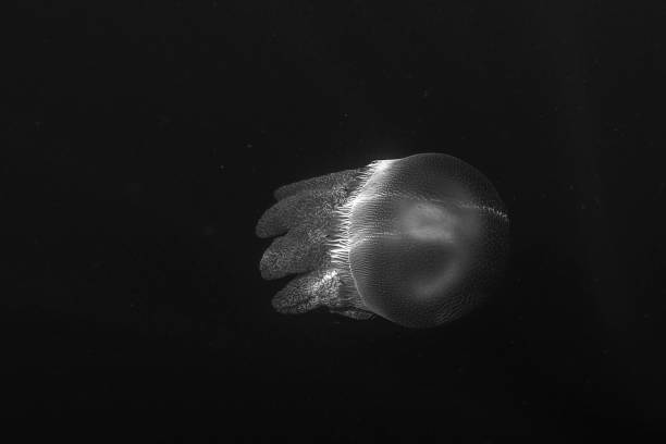 an orange jellyfish swimming in the ocean