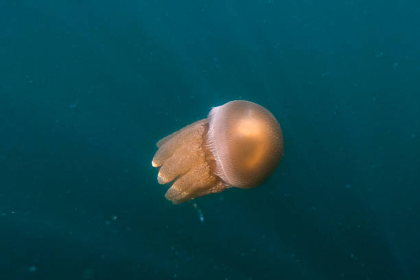 istock Jellyfish in the Ocean 2009386961