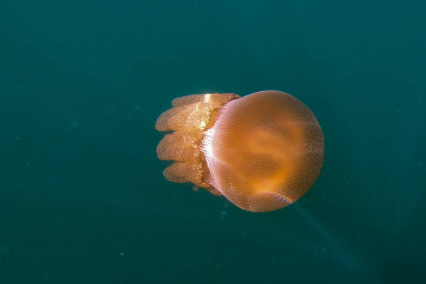 istock Jellyfish in the Ocean 2009387712