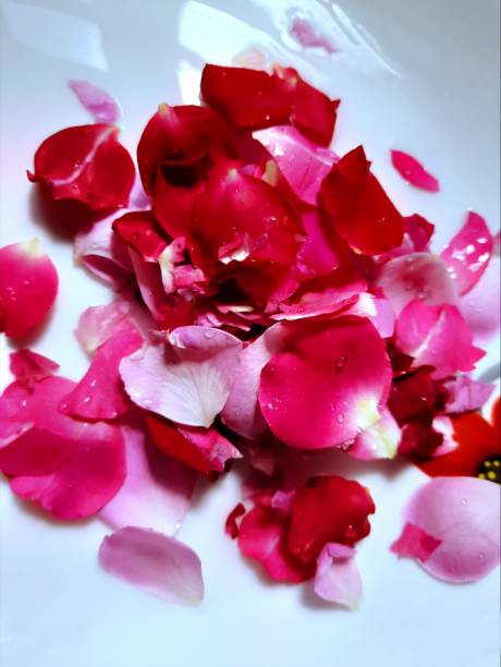 istock Red and pink rose flower petals on isolated white background 2009392145