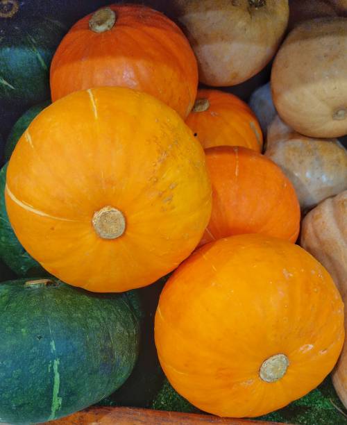 istock Varieties of pumpkins 2009407870