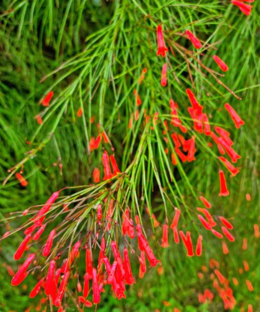 istock Green needle leaf with red flower also known as Penstemon Pinifolius 2009407877