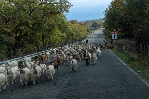 Randazzo, Italy - 29 December, 2023: farmer driving his herd of goats down the street from one field to another in the foothills of Mount Etna near Randazzo