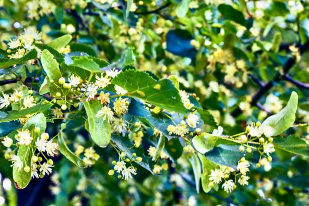 istock Linden blossoms on a tree in the garden. 2009431193