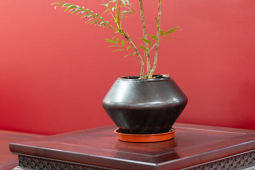 A caladium plant with light pink curled leaves in an earthenware pot is used to decorate the area of the house.