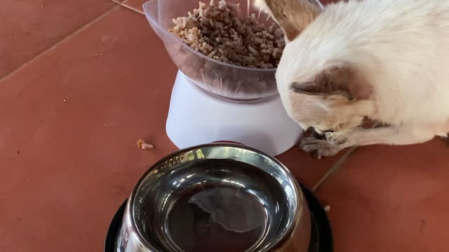 Chihuahua dog eat feed