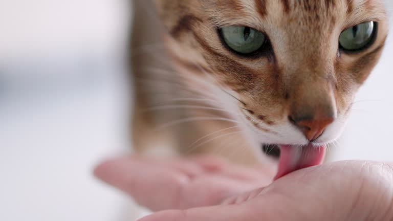 cat licks the food from the palm of its owner