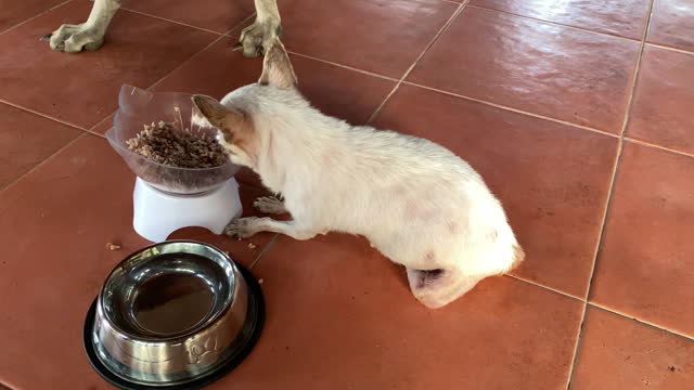 Chihuahua dog eat feed