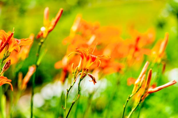 庭のオレンジ色のデイリリーの花。