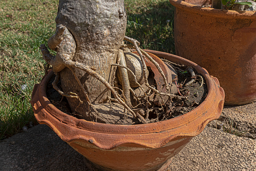 Desert Rose roots grown in pots