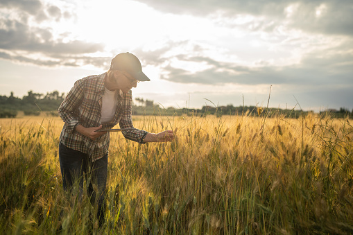 Agronomist standing in a wheat field with a digital tablet and observing wheat plant