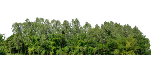istock A group of rich green trees High resolution on white background. 2009496127